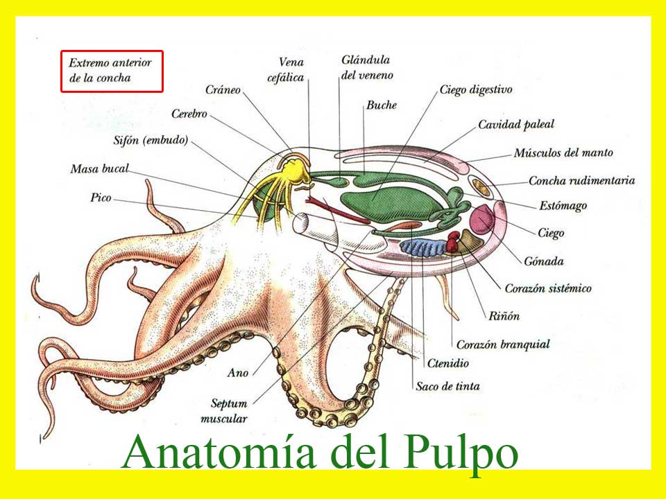 anatomía del pulpo-octopus-partes-cerebros-corazones-tentáculos-brazos-ventosas