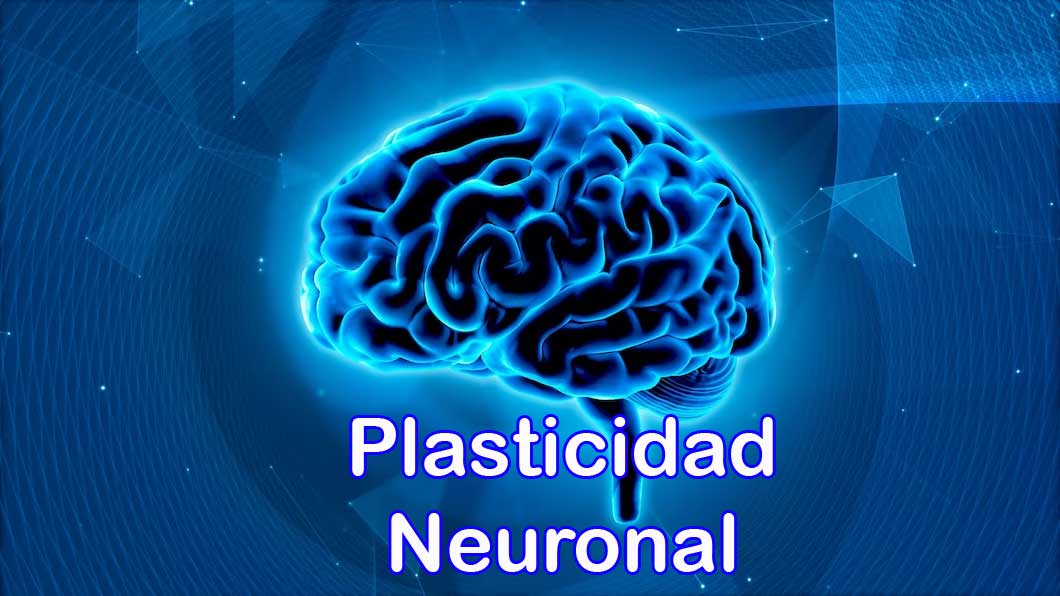 plasticidad neuronal