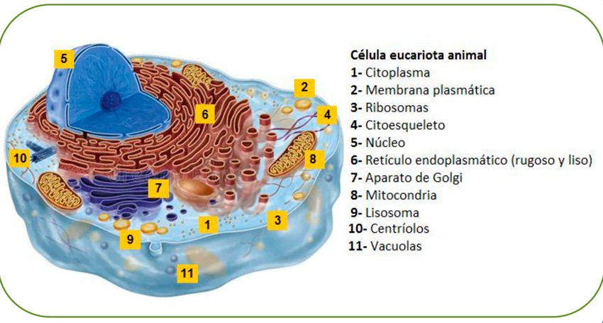 La célula, morfología e imágenes de sus distintas variantes naturales, tipos y características